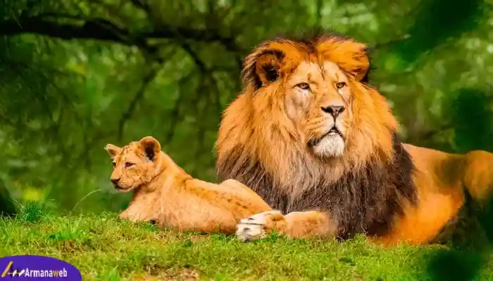 عکاسی حیات وحش